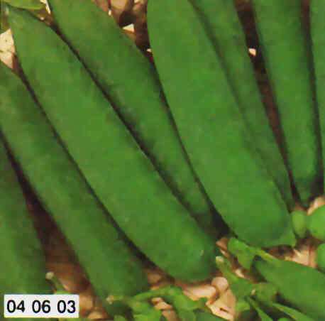 PISELLO RAMPICANTE ALDERMANN GR.500